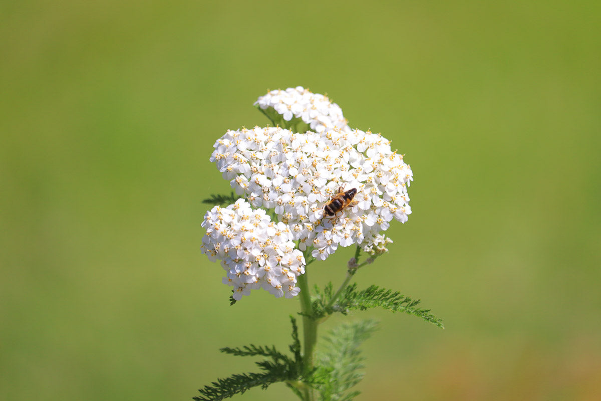 Schafgabe (Achillea millefolium) – Produktbild, heimische Wildpflanze, Stauden, naturnaher Garten