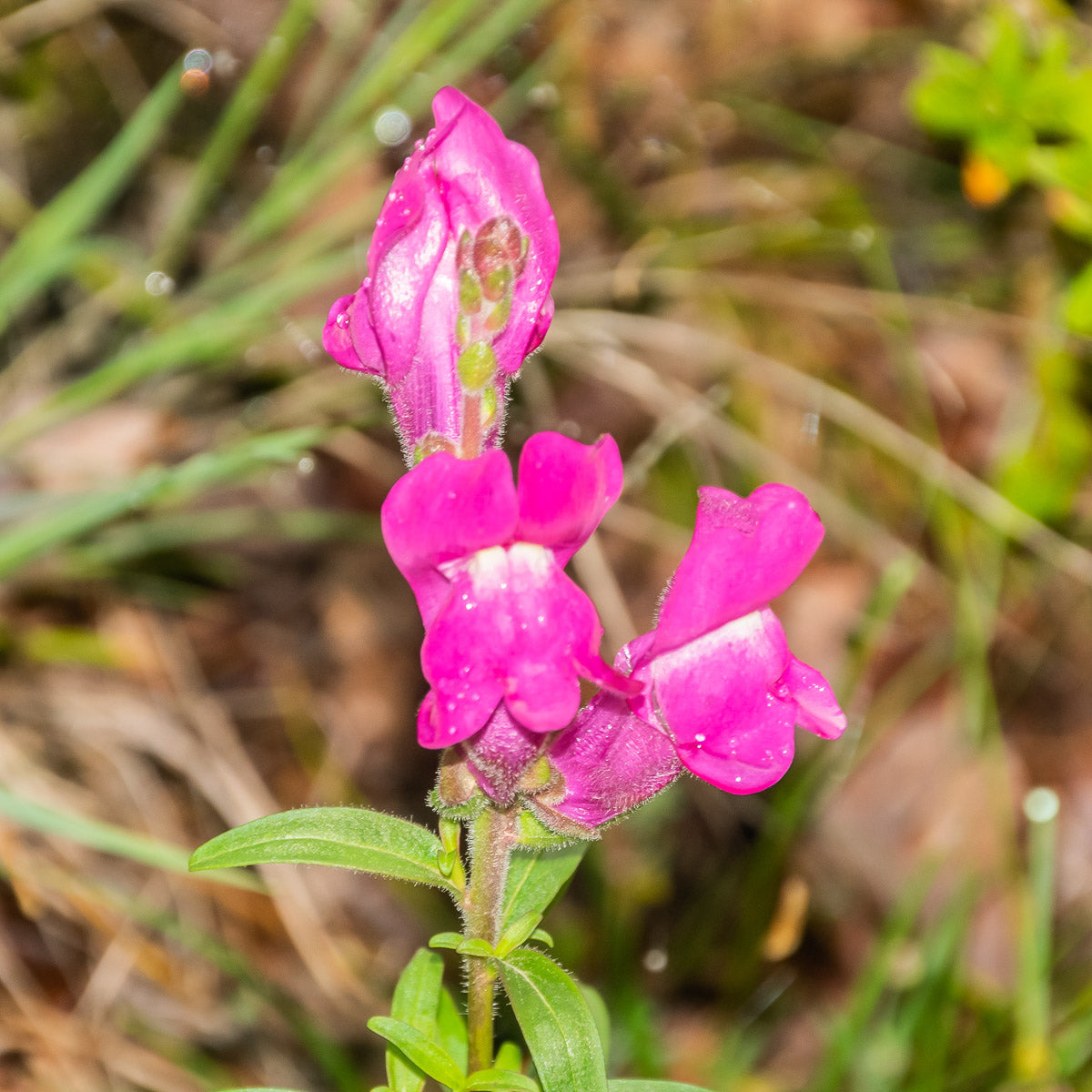 Großes Löwenmaul (Antirrhinum majus ssp. Majus) – Produktbild, heimische Wildpflanze, Stauden, naturnaher Garten