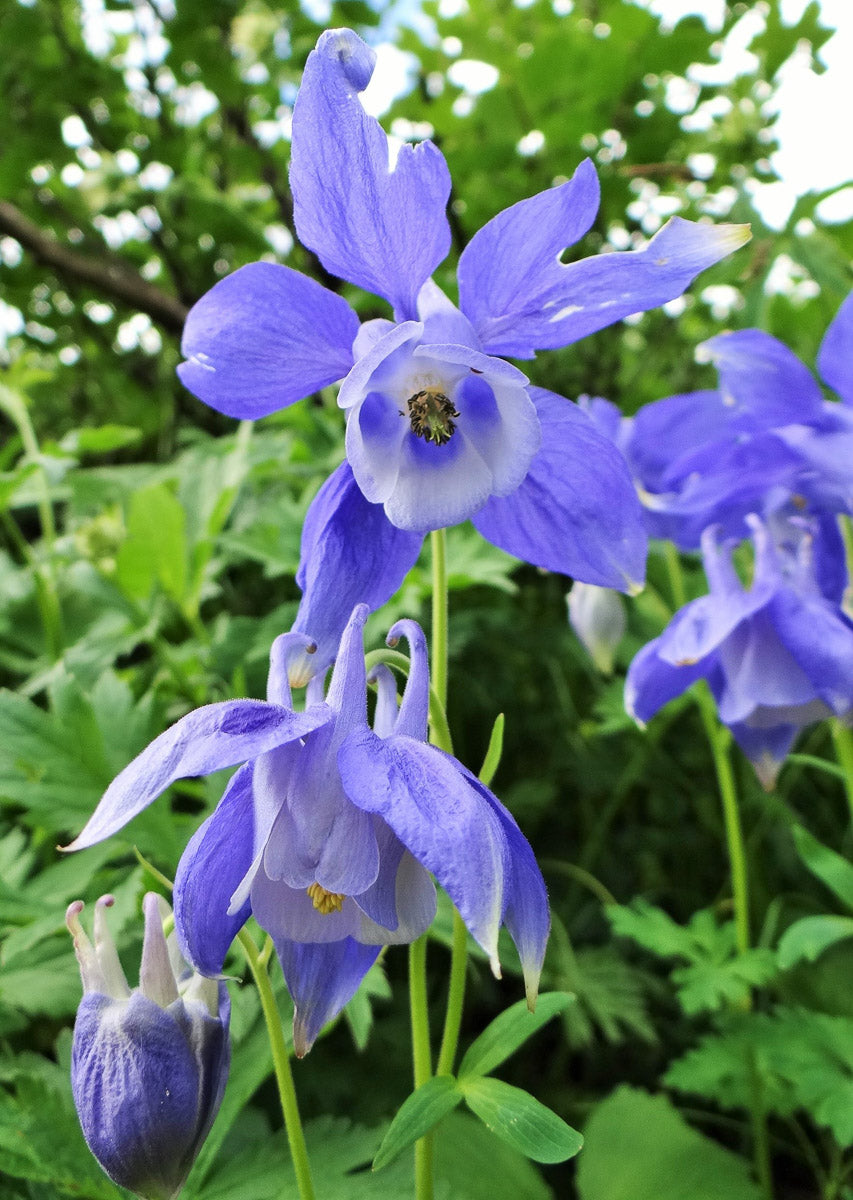 Alpen Akelei (Aquilegia alpina) – Produktbild, heimische Wildpflanze, Stauden, naturnaher Garten