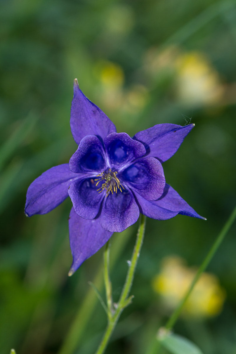 Akelei (Aquilegia vulgaris) – Produktbild, heimische Wildpflanze, Stauden, naturnaher Garten
