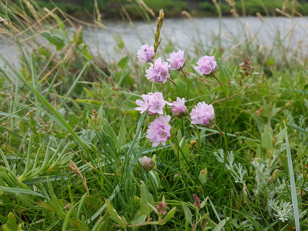 Sand Grasnelke (Armeria maritima ) – Produktbild, heimische Wildpflanze, Saatgut, naturnaher Garten