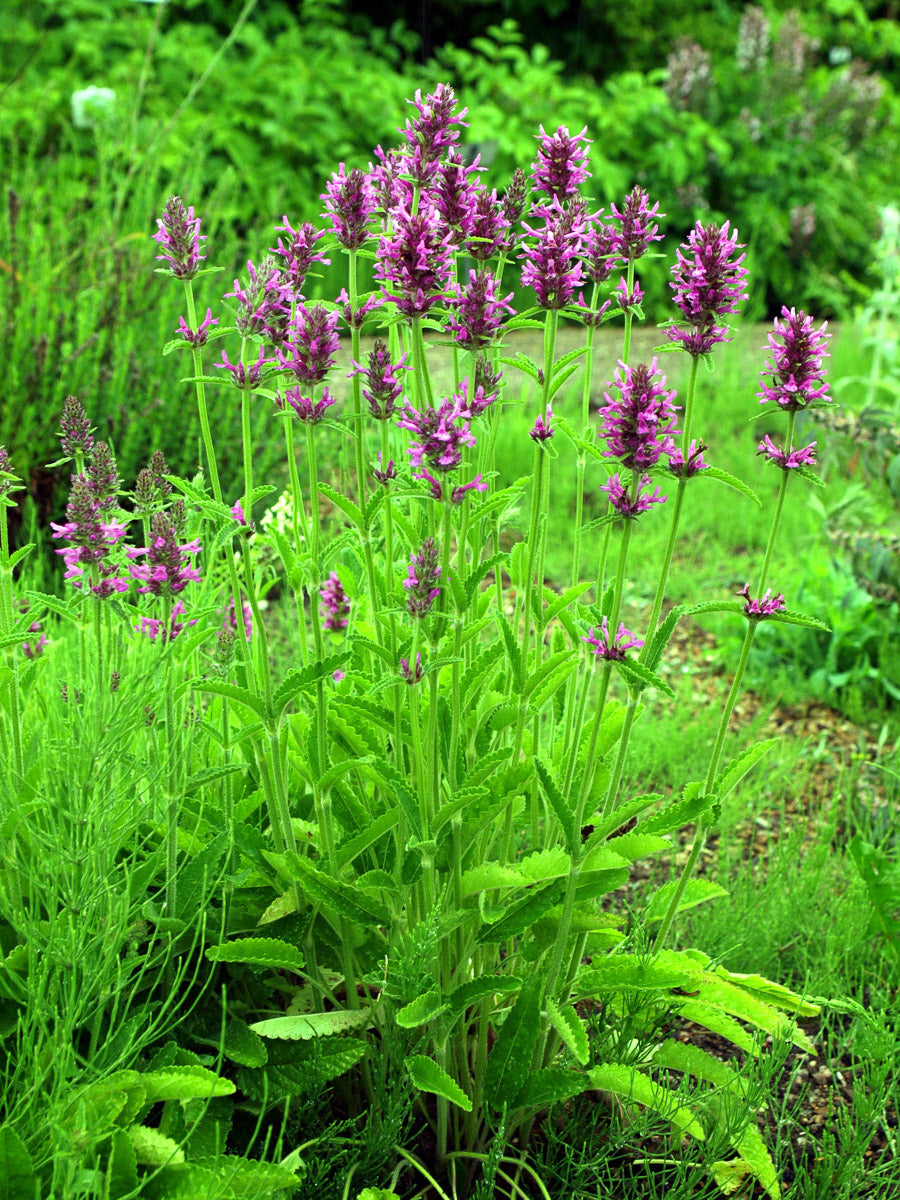 Heilziest (Betonica officinalis ) – Produktbild, heimische Wildpflanze, Saatgut, naturnaher Garten