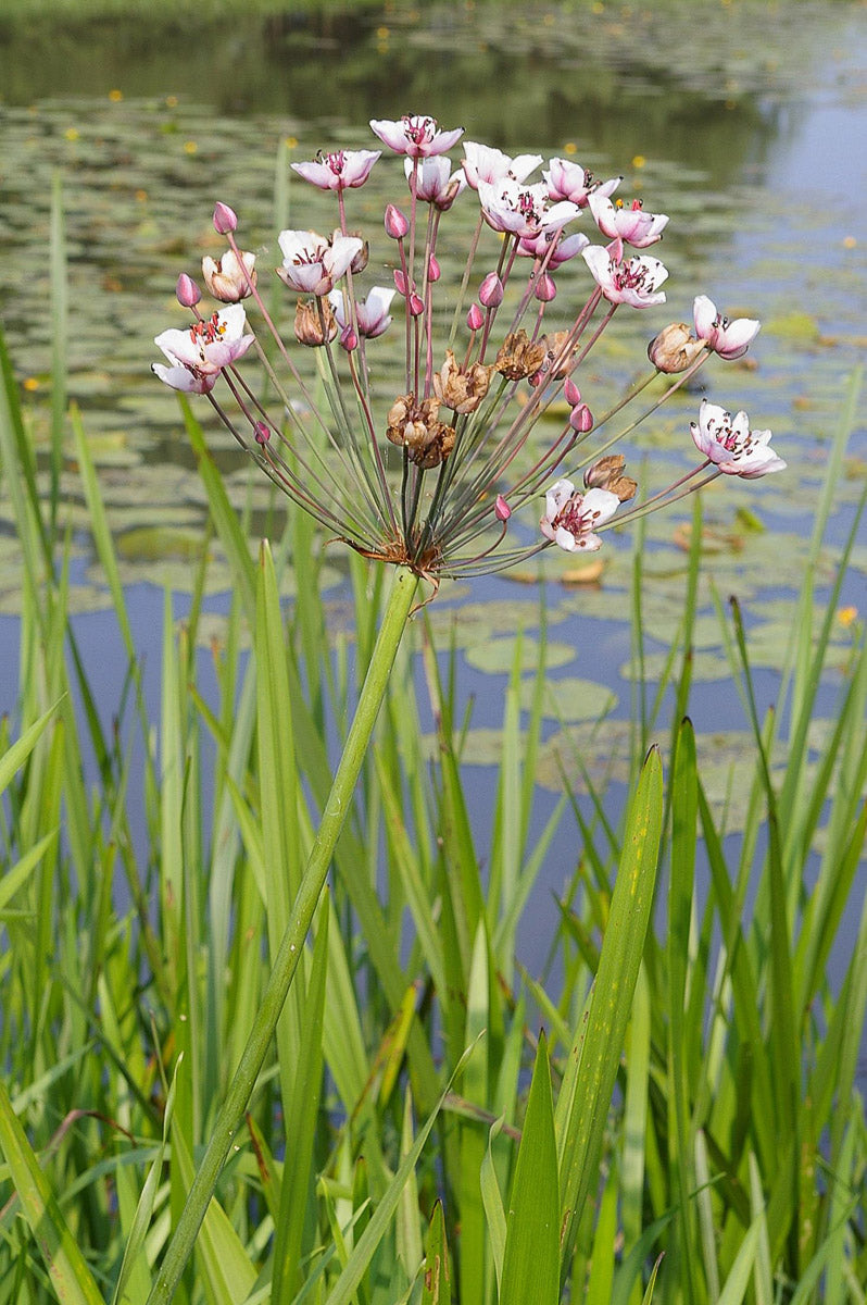 Schwanenblume (Butomus umbellatus) – Produktbild, heimische Wildpflanze, Stauden, naturnaher Garten