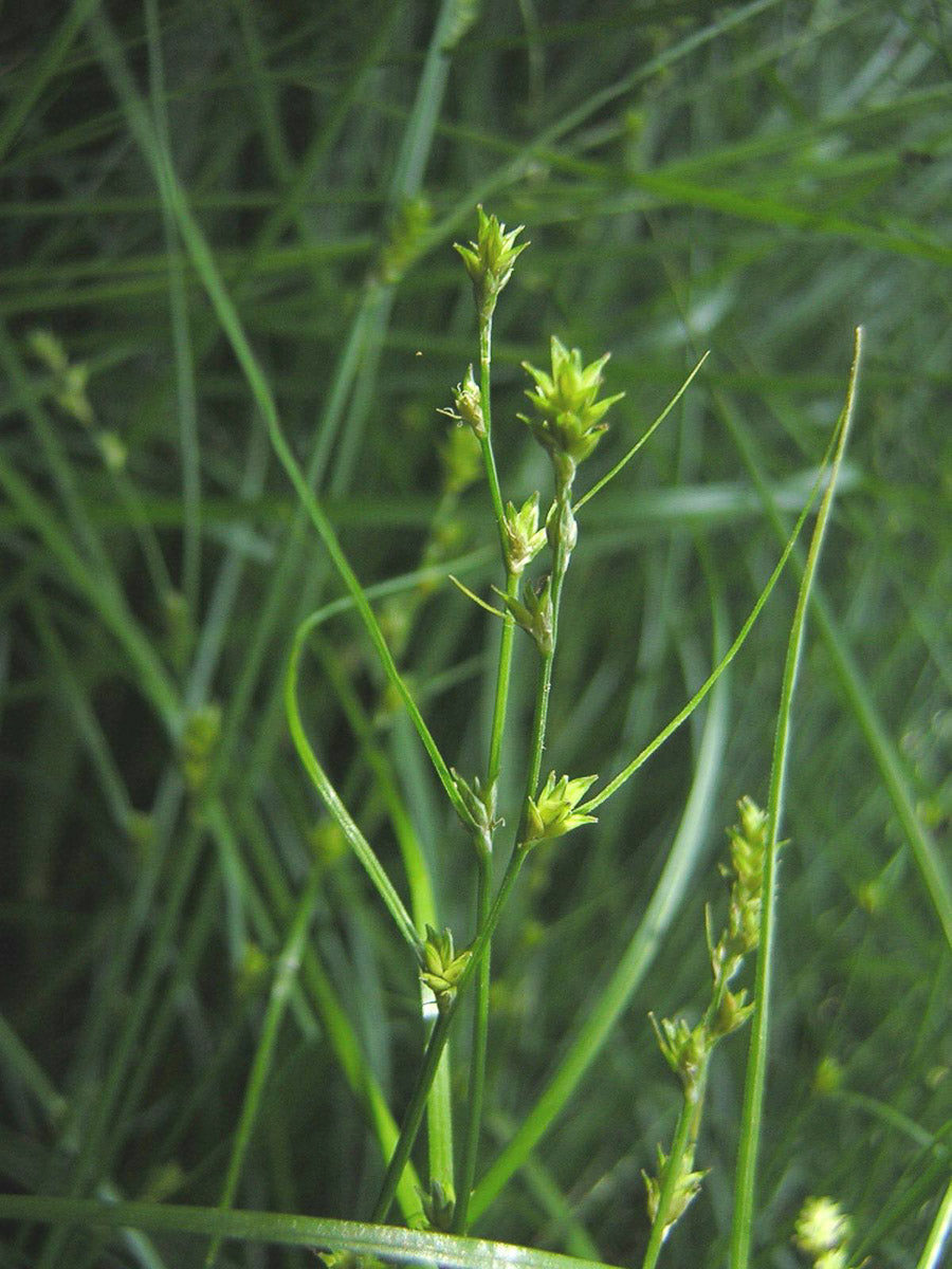 Winkel-Segge (Carex remota) – Produktbild, heimische Wildpflanze, Stauden, naturnaher Garten