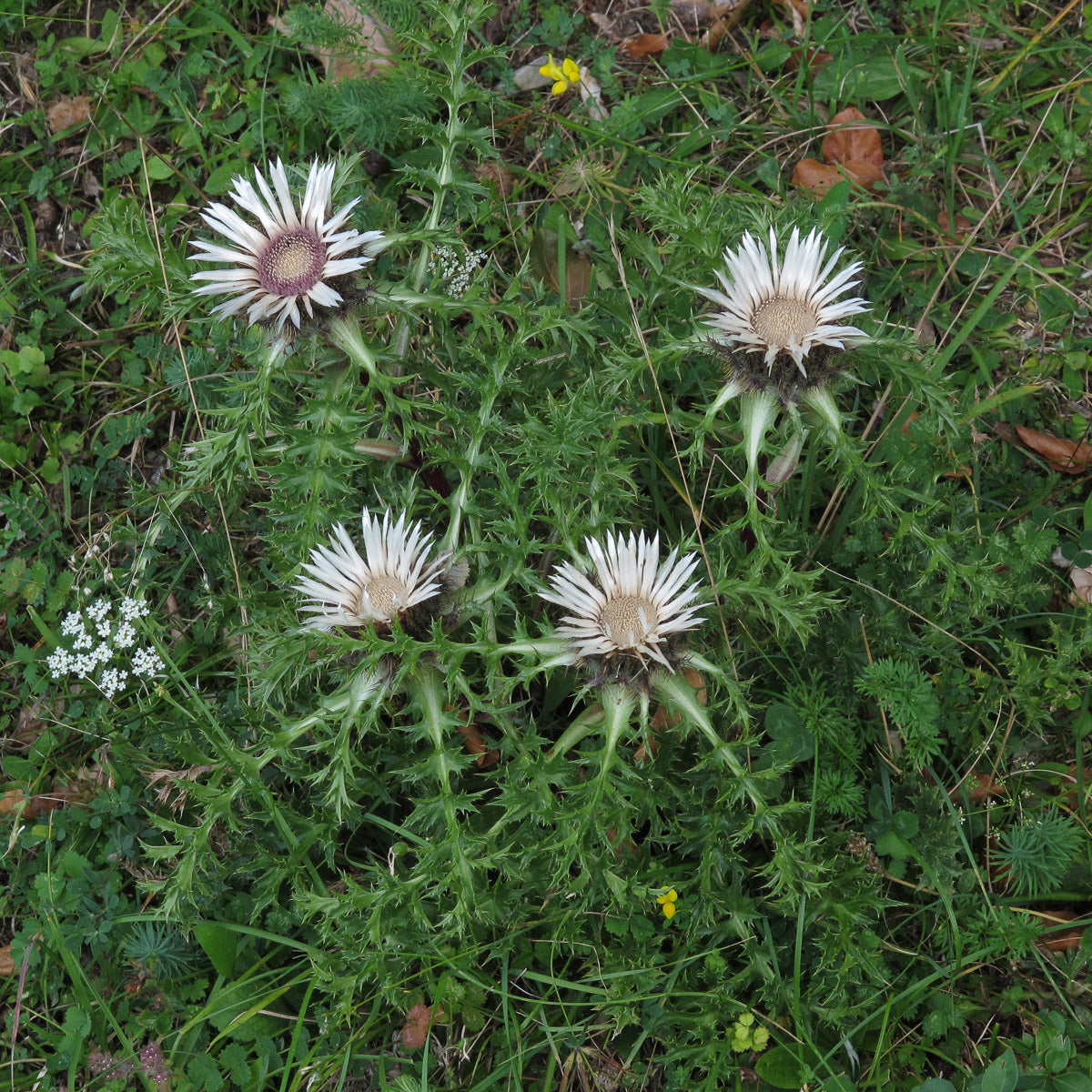 Silberdistel (Carlina acaulis) – Produktbild, heimische Wildpflanze, Stauden, naturnaher Garten