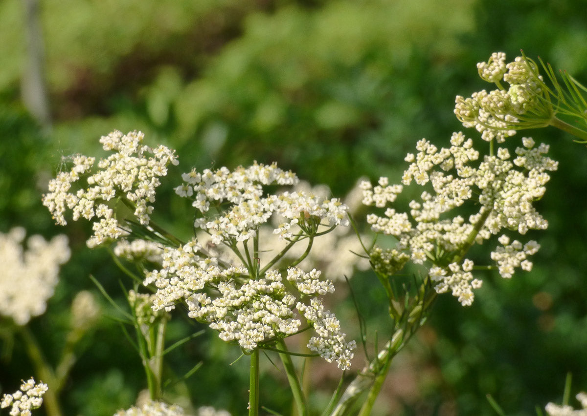 Echter Kümmel (Carum carvi) – Produktbild, heimische Wildpflanze, Stauden, naturnaher Garten