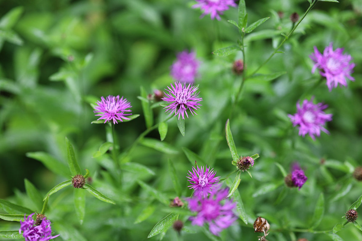 Schwarze Flockenblume (Centaurea nigra) – Produktbild, heimische Wildpflanze, Stauden, naturnaher Garten