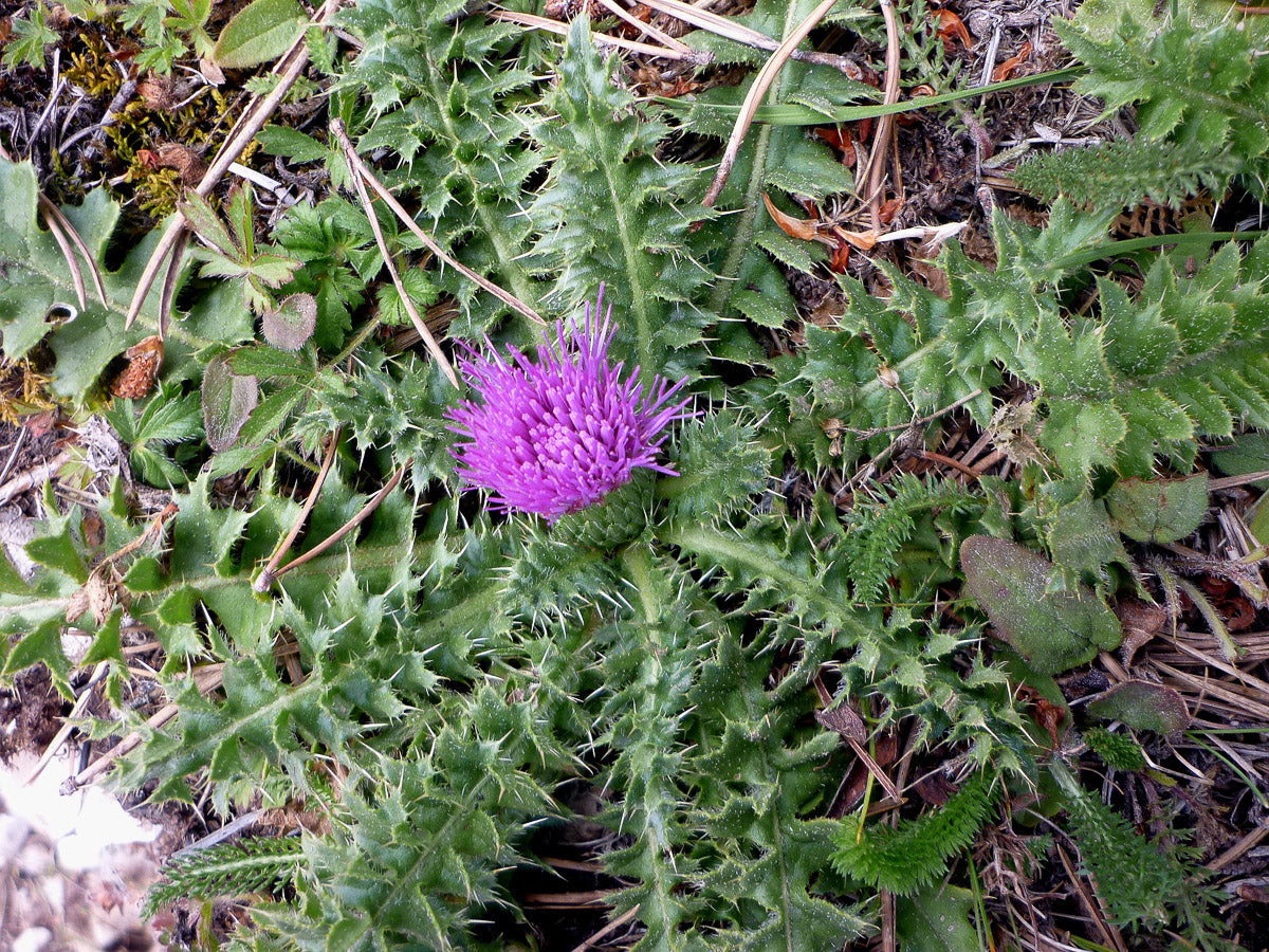 Stängellose Kratzdistel (Cirsium acaule) – Produktbild, heimische Wildpflanze, Stauden, naturnaher Garten