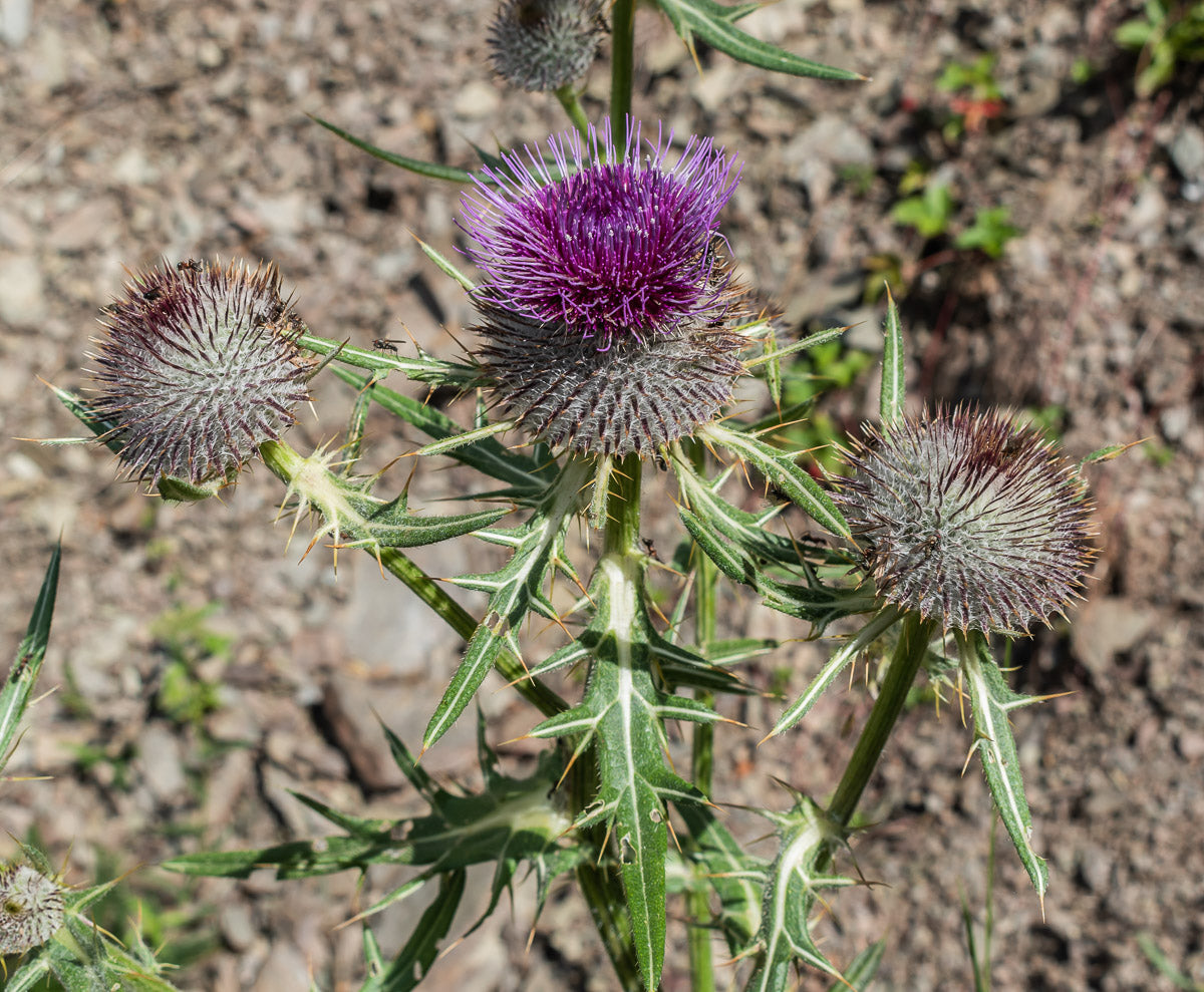 Wollkopf-Kratzdistel (Cirsium eriophorum) – Produktbild, heimische Wildpflanze, Stauden, naturnaher Garten
