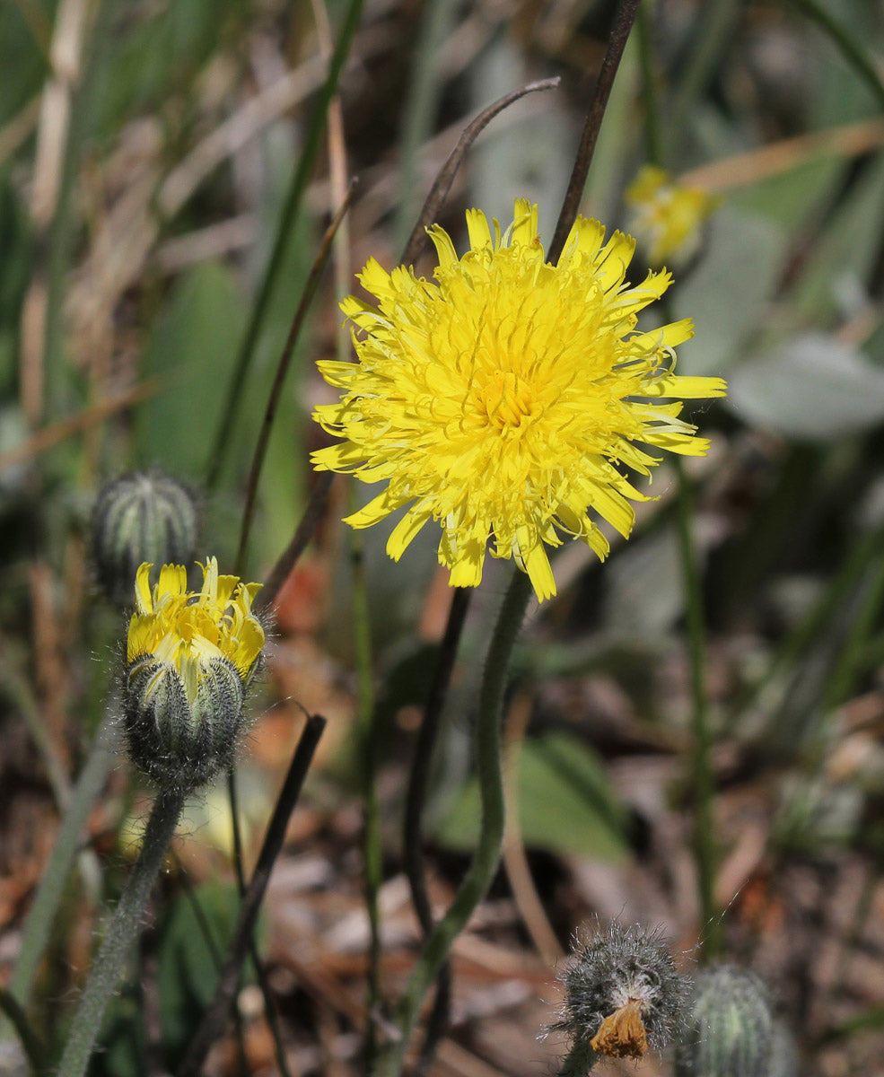 Kleines Habichtskaut (Hieracium pilosella) – Produktbild, heimische Wildpflanze, Stauden, naturnaher Garten
