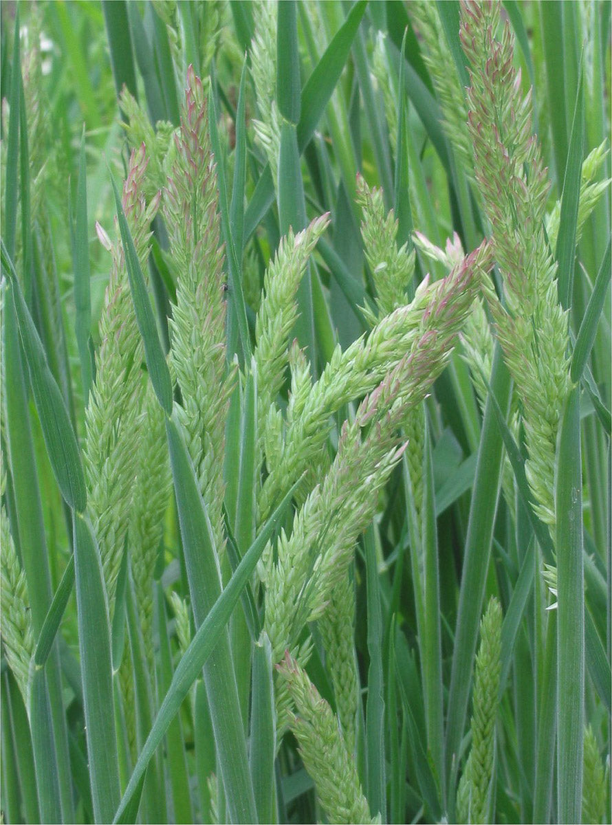 Wolliges Honiggras (Holcus lanatus) – Produktbild, heimische Wildpflanze, Stauden, naturnaher Garten