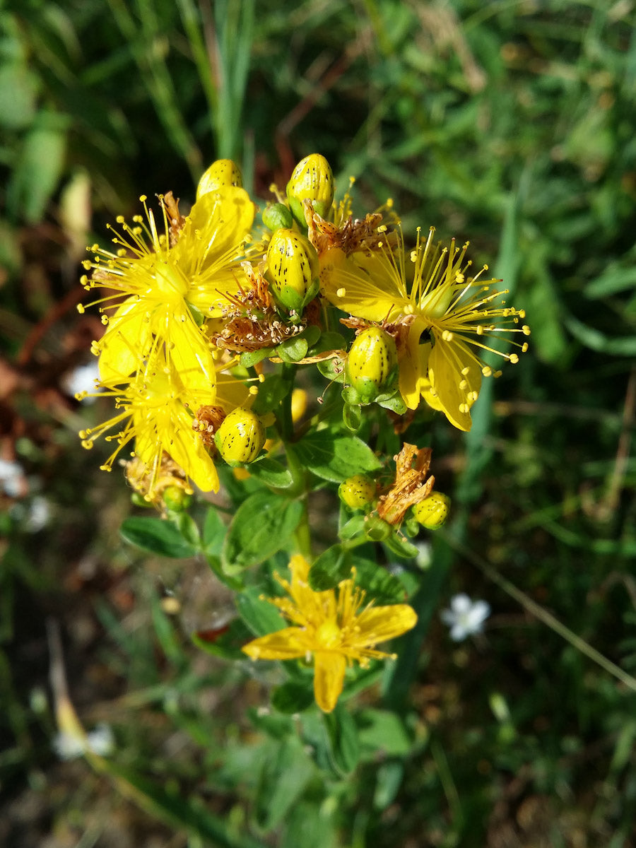 Geflecktes Johanniskraut (Hypericum maculatum) – Produktbild, heimische Wildpflanze, Stauden, naturnaher Garten