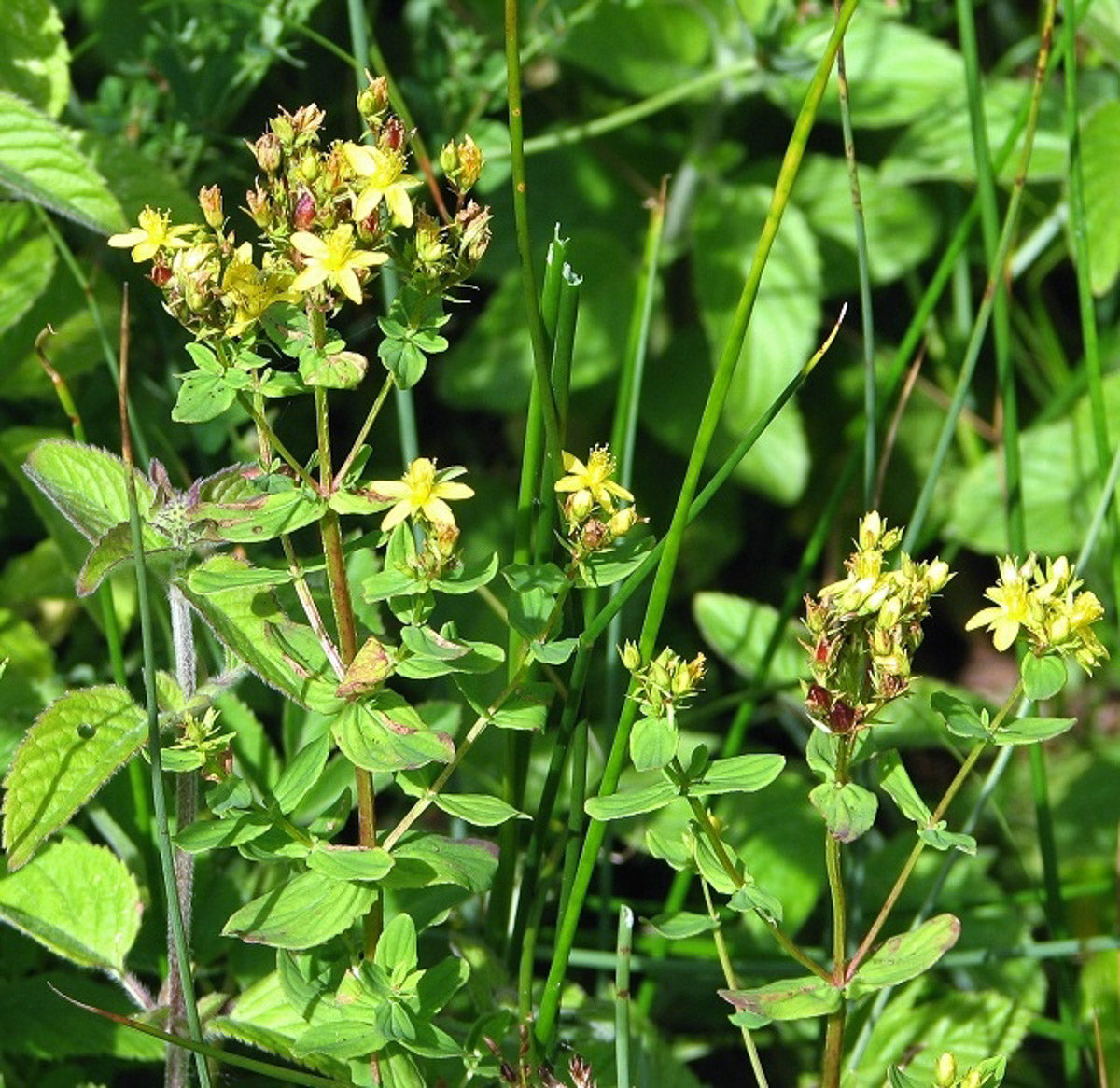 Flügel-Hartheu (Hypericum tetrapterum) – Produktbild, heimische Wildpflanze, Stauden, naturnaher Garten