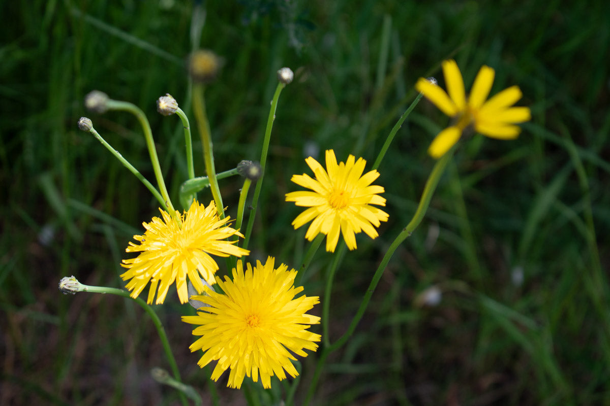 Ferkelkraut (Hypochaeris radicata) – Produktbild, heimische Wildpflanze, Stauden, naturnaher Garten