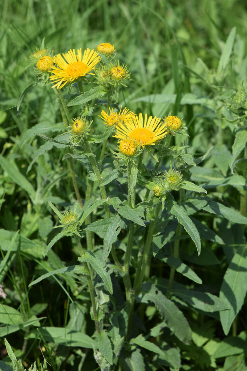 Wiesen-Alant (Inula britannica) – Produktbild, heimische Wildpflanze, Stauden, naturnaher Garten
