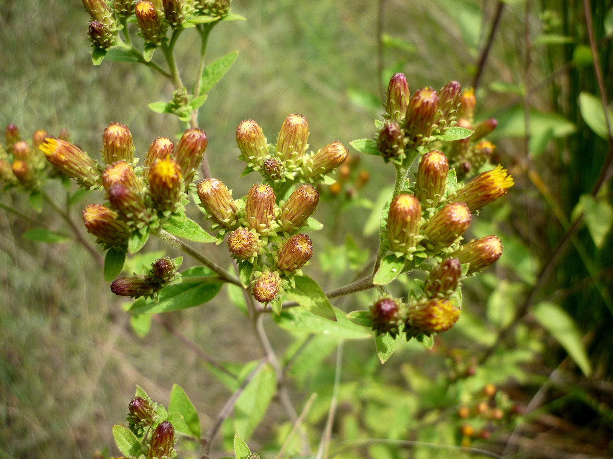 Dürrwurz-Alant (Inula conyzae) – Produktbild, heimische Wildpflanze, Stauden, naturnaher Garten