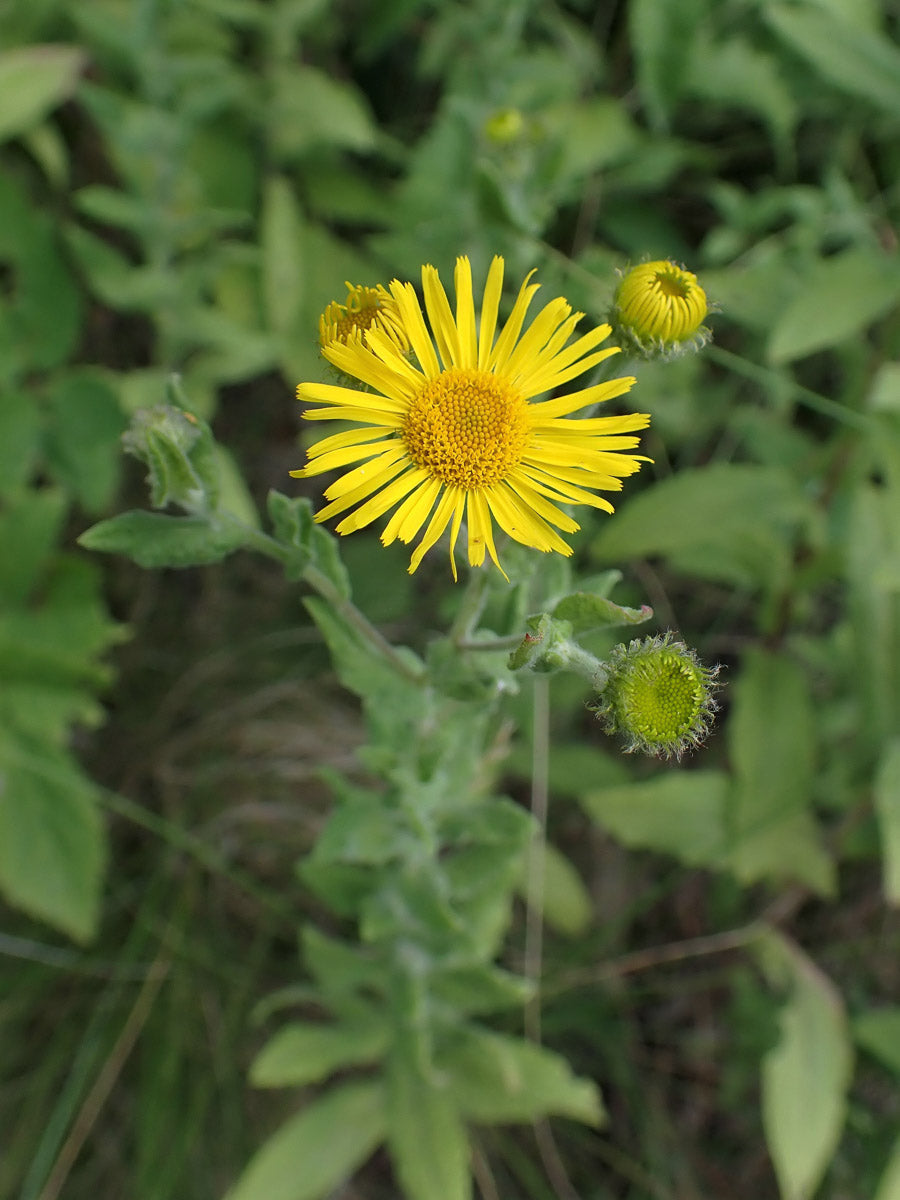 Weidenblättriger Alant (Inula salicina) – Produktbild, heimische Wildpflanze, Stauden, naturnaher Garten