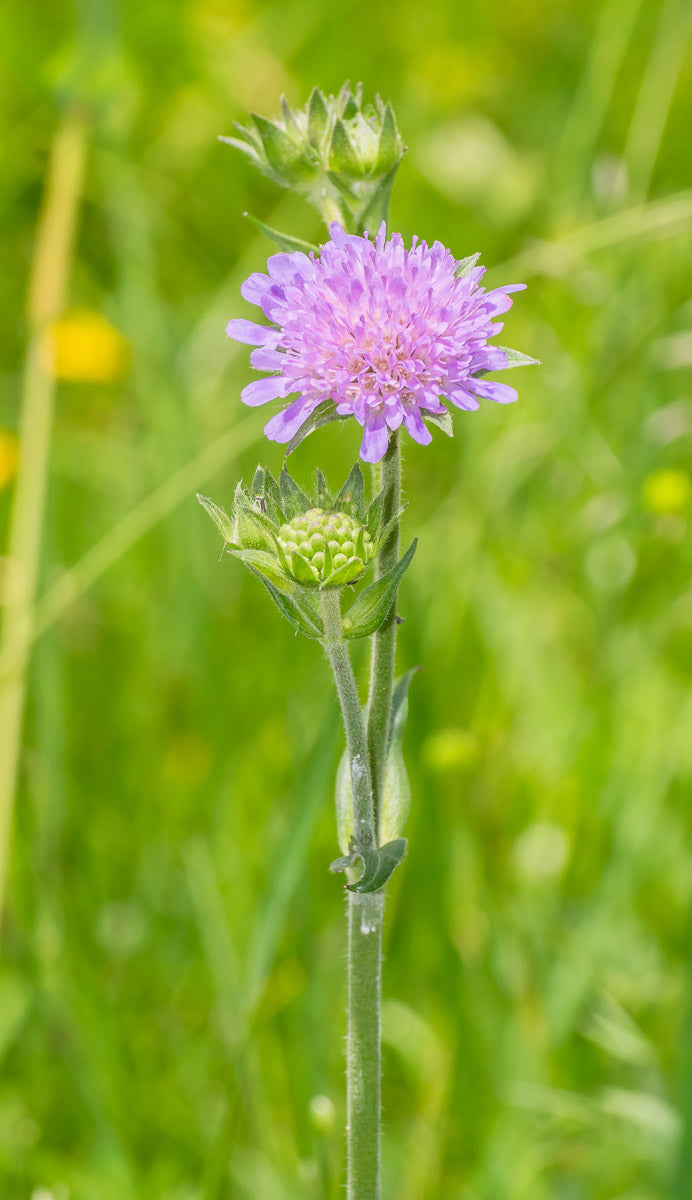 Wald-Witwenblume (Knautia maxima) – Produktbild, heimische Wildpflanze, Stauden, naturnaher Garten