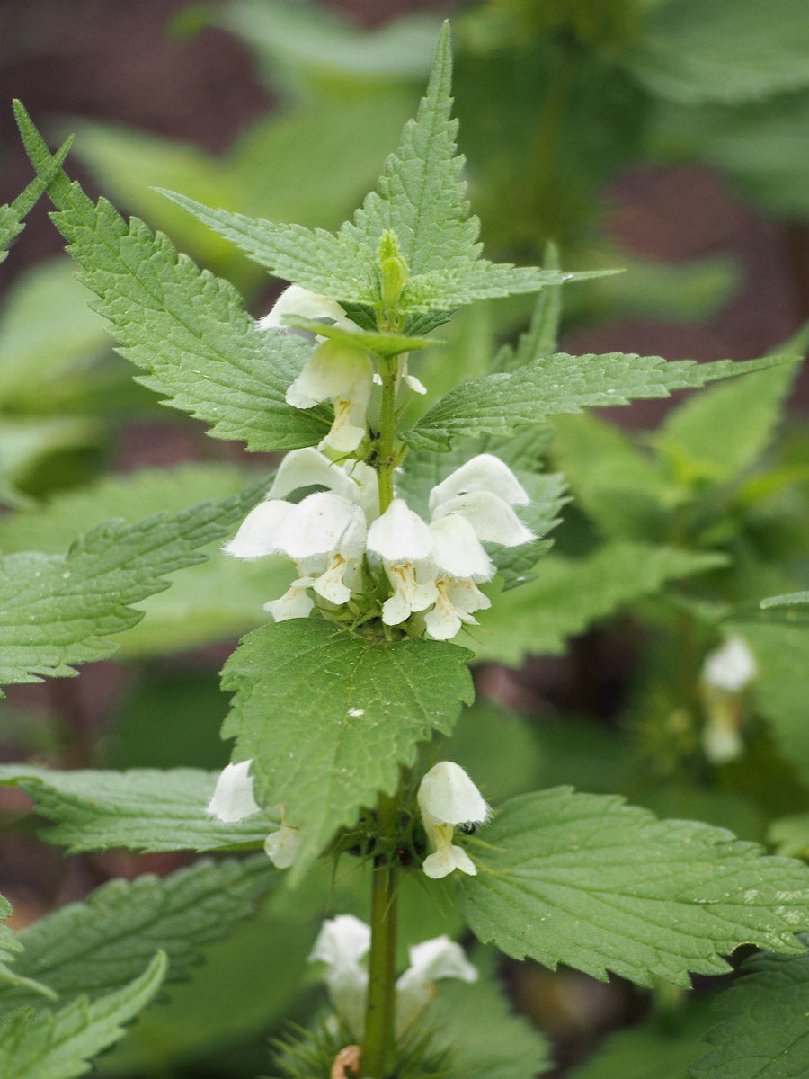 Weiße Taubnessel (Lamium album) – Produktbild, heimische Wildpflanze, Stauden, naturnaher Garten