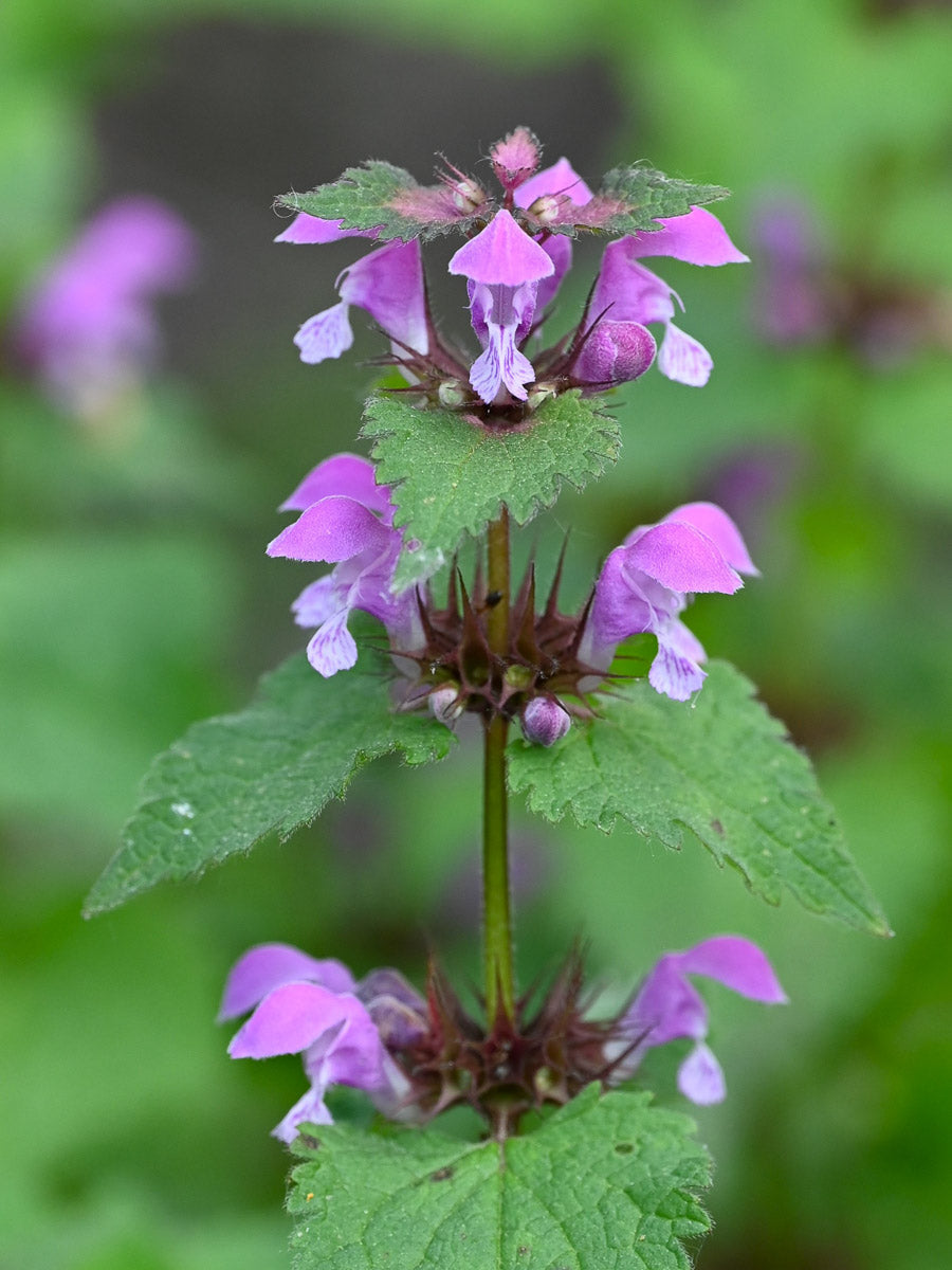 Gefleckte Taubnessel (Lamium maculatum) – Produktbild, heimische Wildpflanze, Stauden, naturnaher Garten