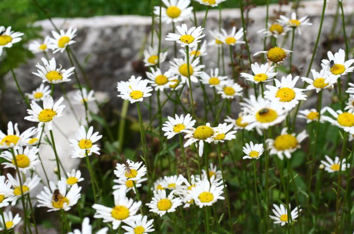 Wiesen Margerite (Leucanthemum ircutianum) – Produktbild, heimische Wildpflanze, Stauden, naturnaher Garten