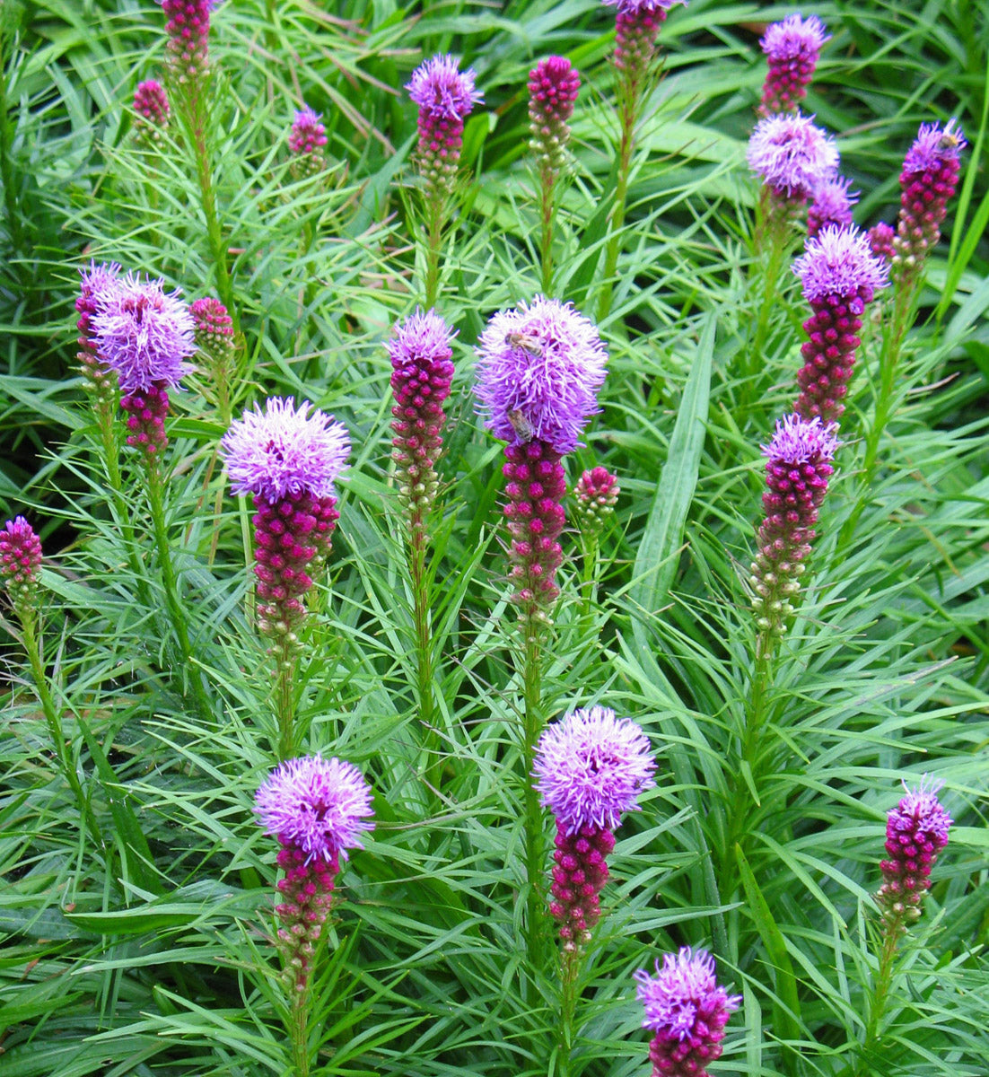 Ährige Prachtscharte (Liatris spicata) – Produktbild, heimische Wildpflanze, Stauden, naturnaher Garten