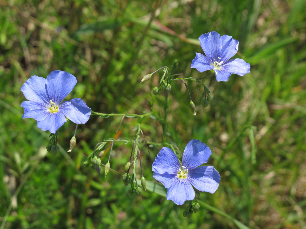 Österreichischer Lein (Linum austriacum) – Produktbild, heimische Wildpflanze, Stauden, naturnaher Garten
