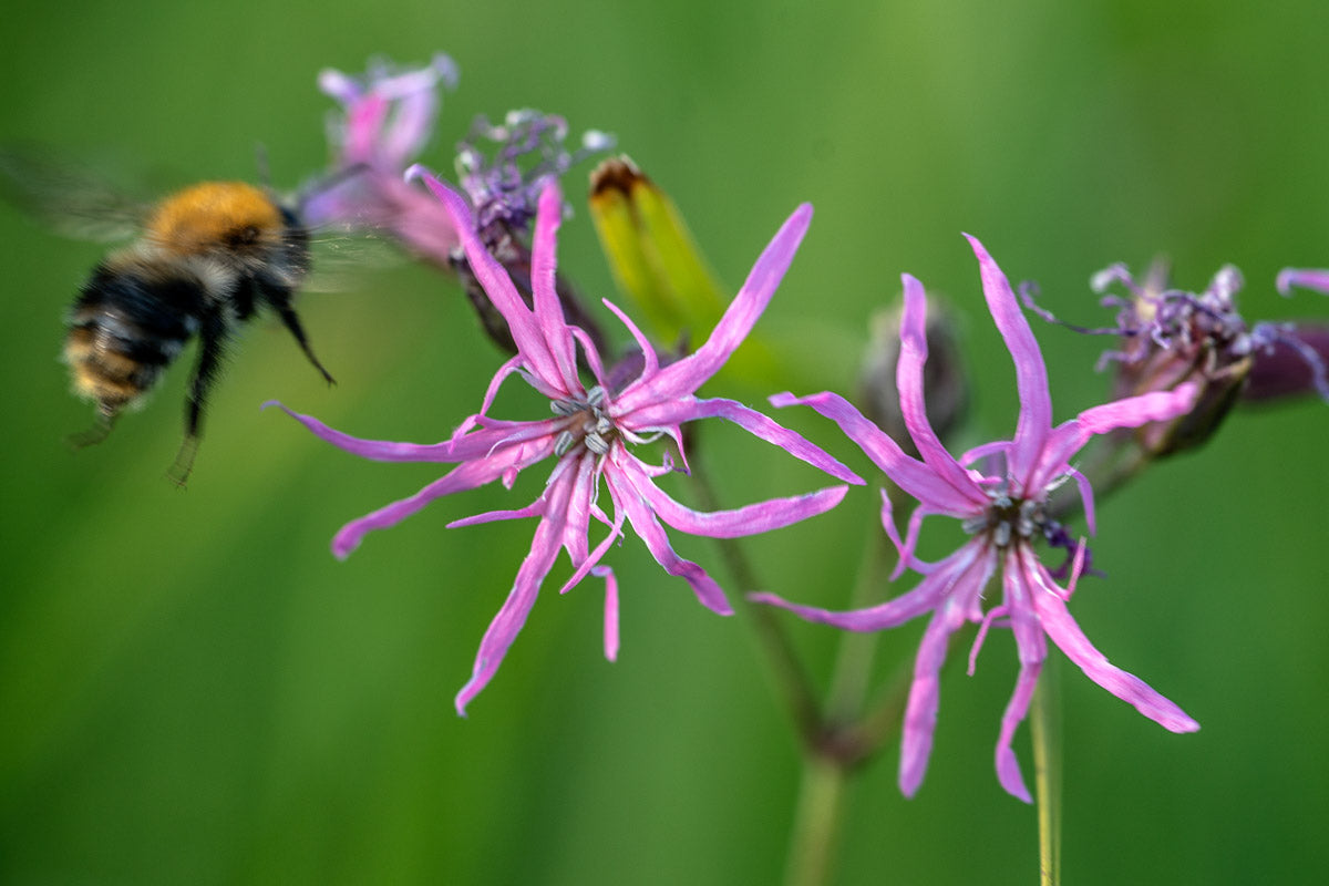 Kuckuks Lichtnelke (Lychnis flos-cuculi) – Produktbild, heimische Wildpflanze, Stauden, naturnaher Garten