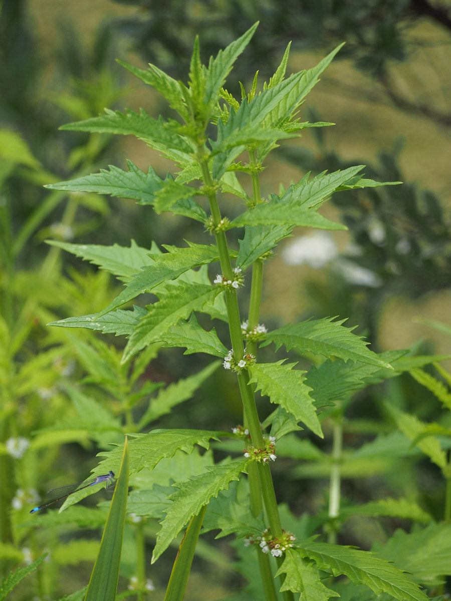 Ufer- Wolfstrapp (Lycopus europaeus) – Produktbild, heimische Wildpflanze, Stauden, naturnaher Garten