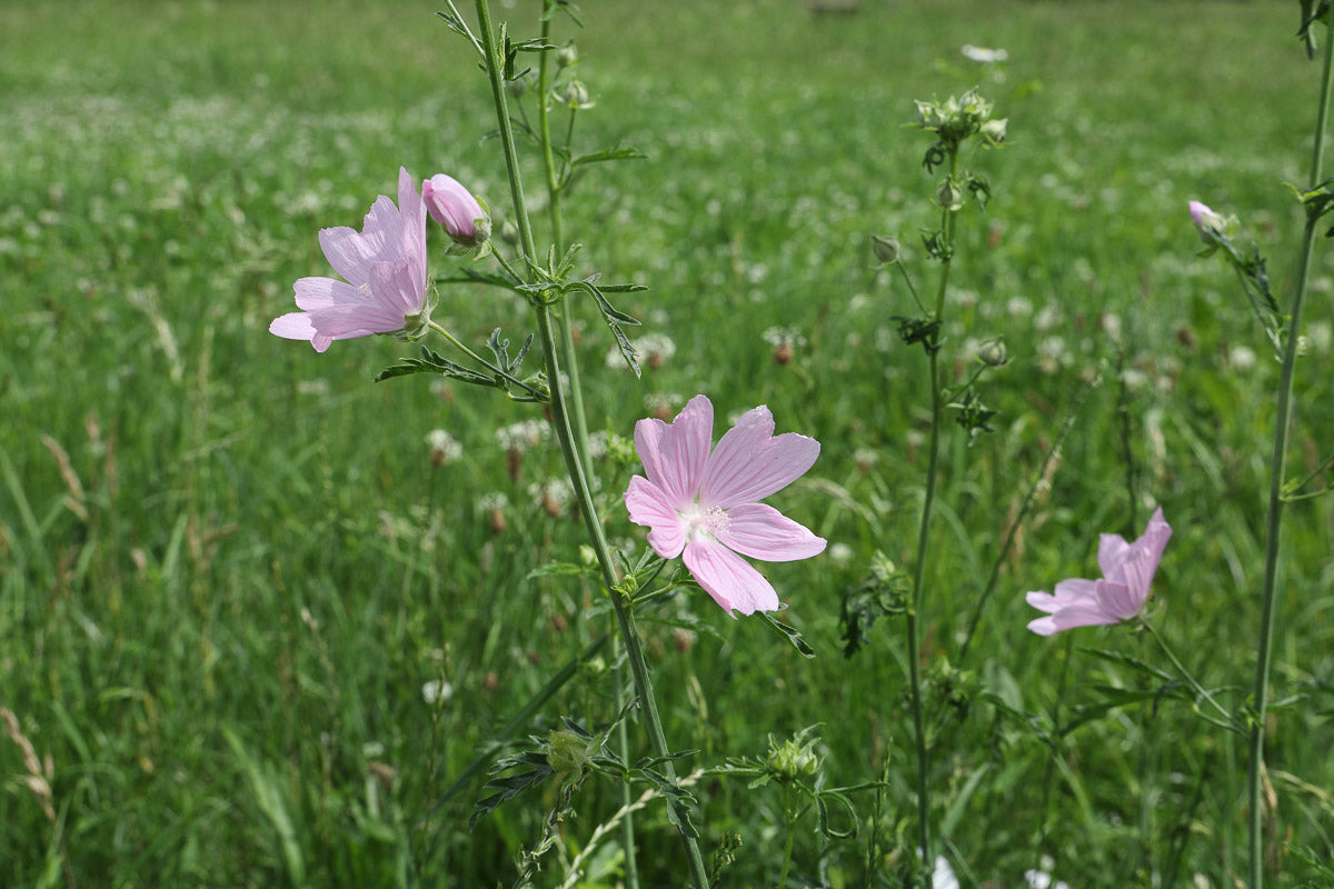 Rosen-Malve (Malva alcea) – Produktbild, heimische Wildpflanze, Stauden, naturnaher Garten