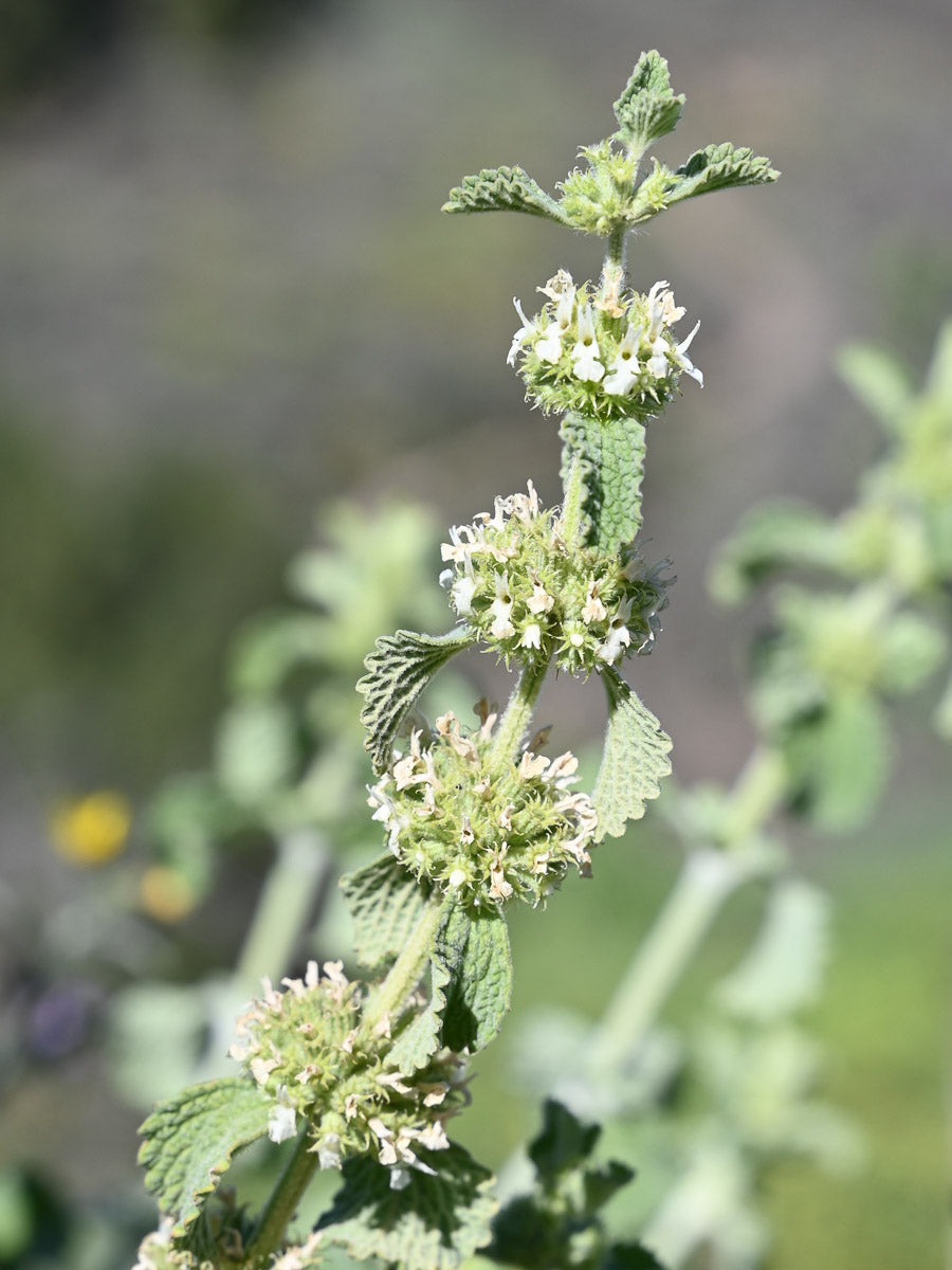 Gewöhnlicher Andorn (Marrubium vulgare) – Produktbild, heimische Wildpflanze, Stauden, naturnaher Garten