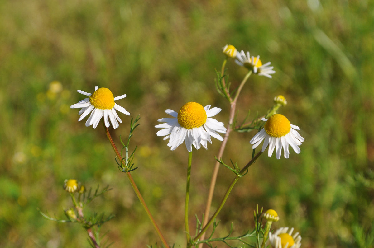 Echte Kamille (Matricaria chamomilla) – Produktbild, heimische Wildpflanze, Stauden, naturnaher Garten