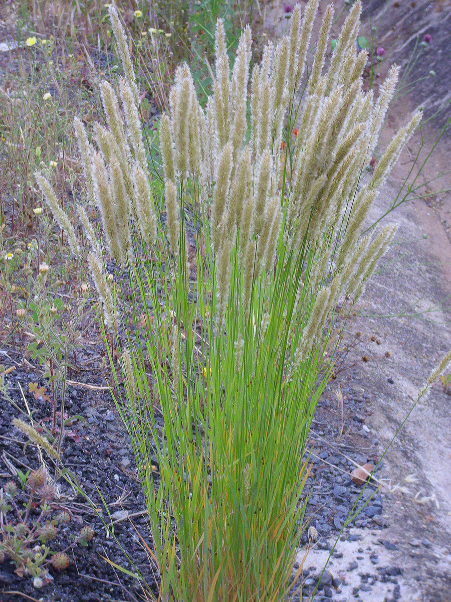Wimper-Perlgras (Melica ciliata) – Produktbild, heimische Wildpflanze, Stauden, naturnaher Garten