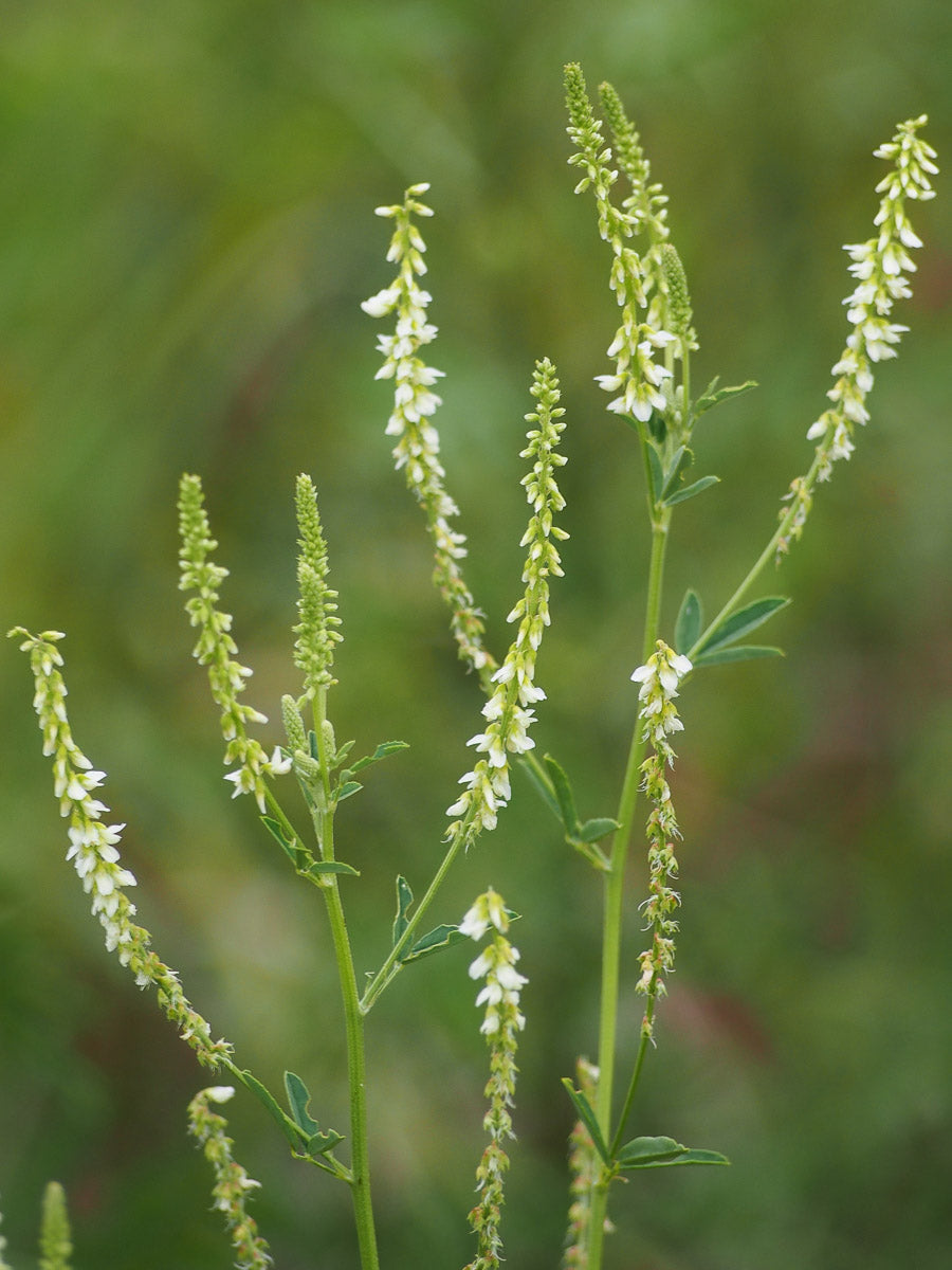 Weißer Steinklee (Melilotus albus) – Produktbild, heimische Wildpflanze, Stauden, naturnaher Garten