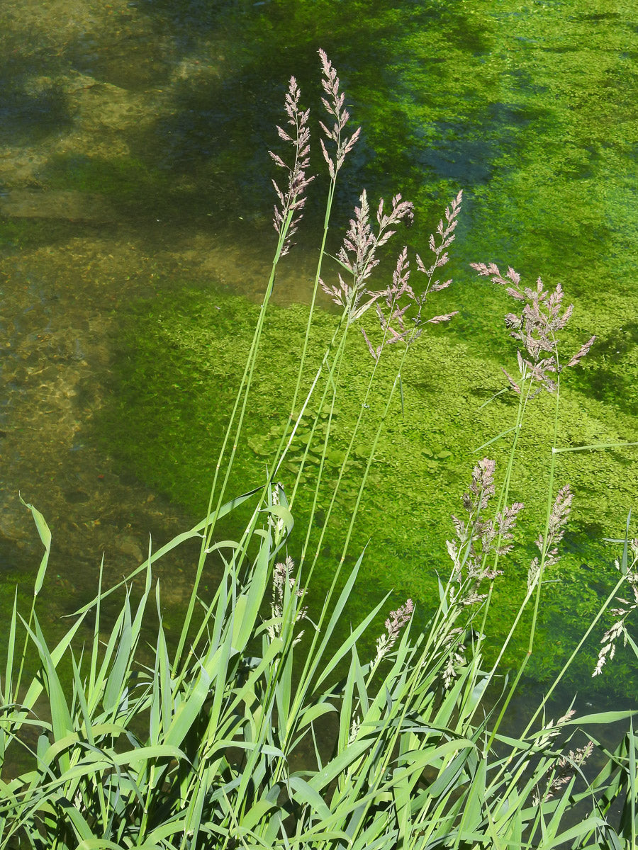 Rohr-Glanzgras (Phalaris arundinacea) – Produktbild, heimische Wildpflanze, Stauden, naturnaher Garten