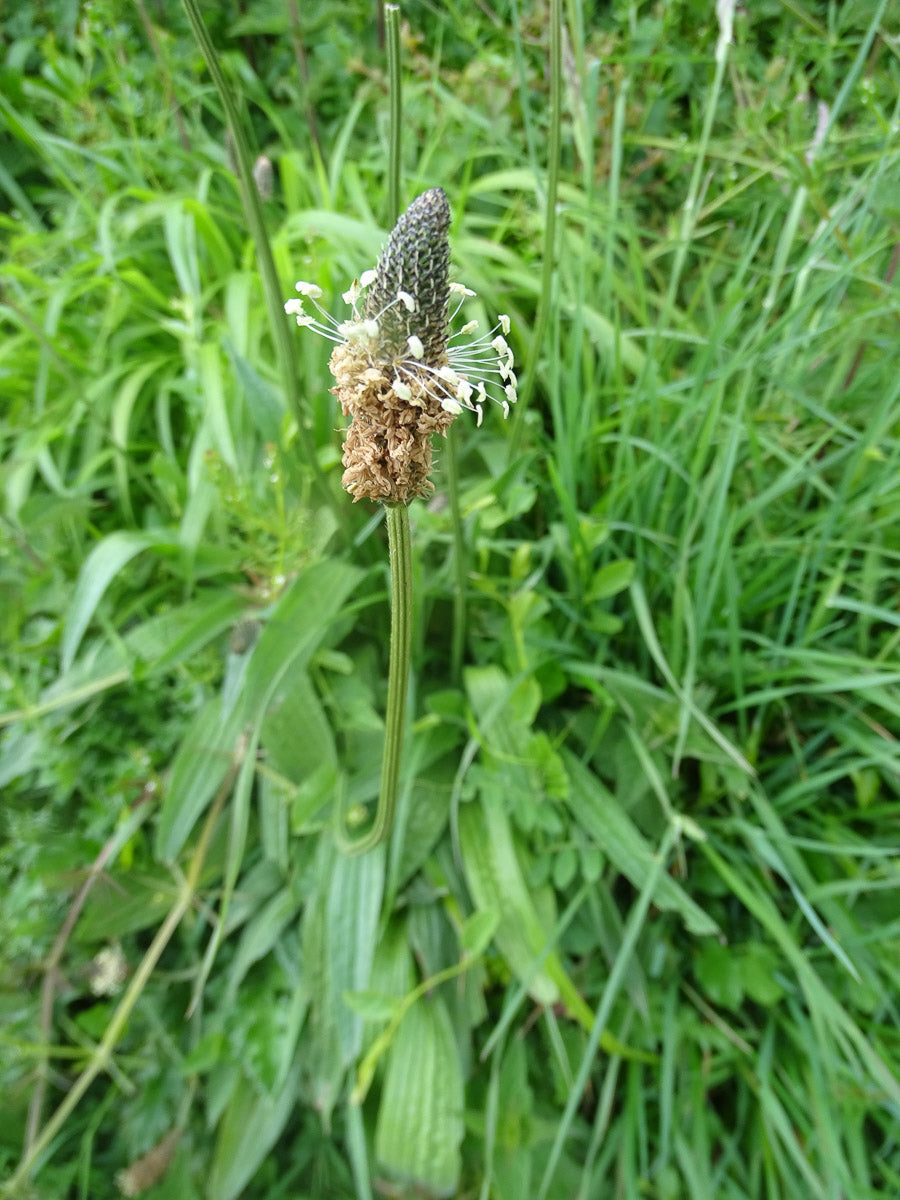 Spitzwegerich (Plantago lanceolata) – Produktbild, heimische Wildpflanze, Stauden, naturnaher Garten