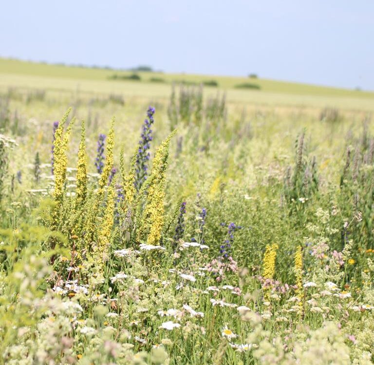 Schmetterlings- und Wildbienensaum Saatgutmischung – Produktbild, heimische Wildpflanze, Saatgutmischung, naturnaher Garten