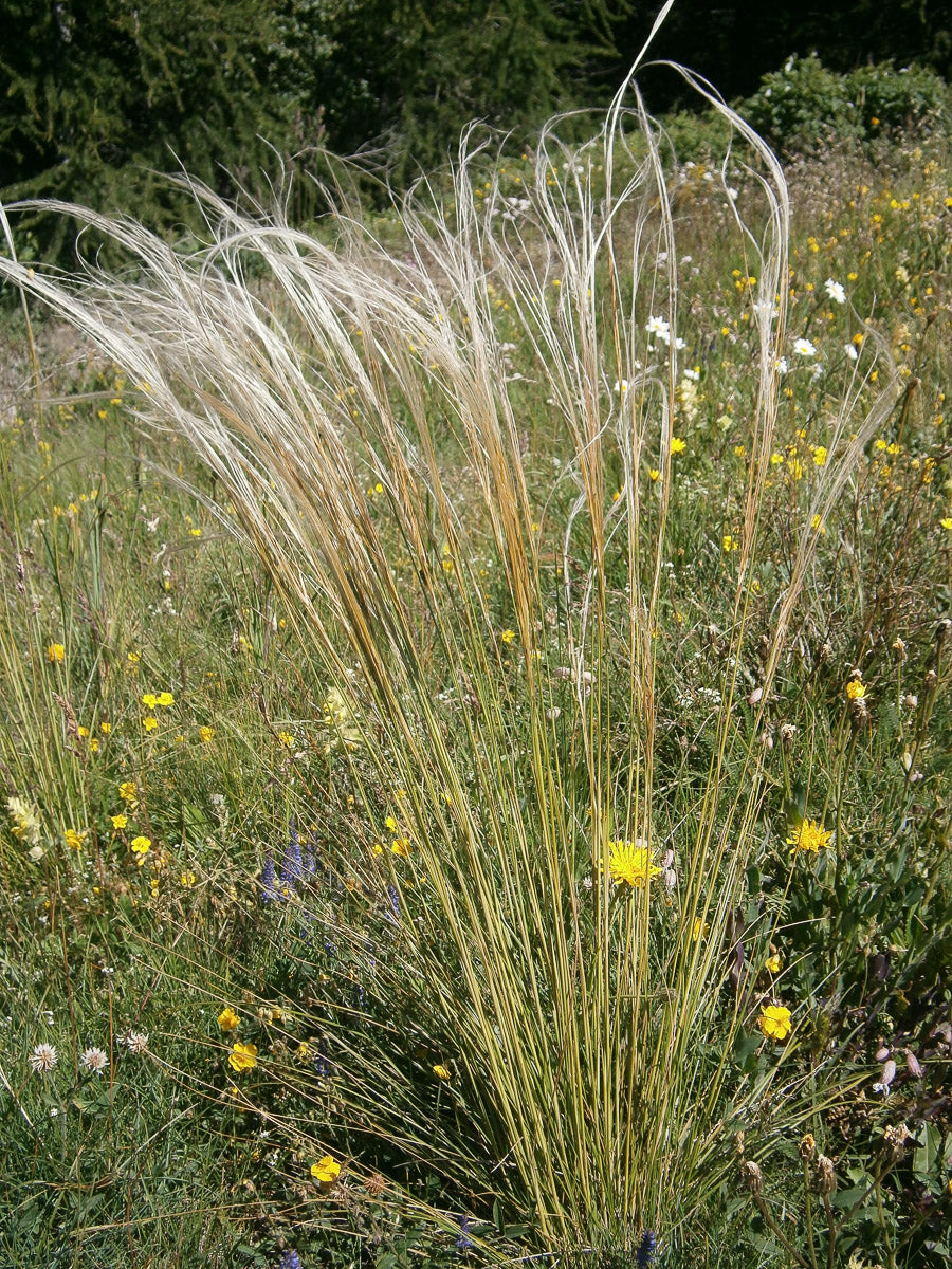Echte Federgras (Stipa pennata) – Produktbild, heimische Wildpflanze, Stauden, naturnaher Garten