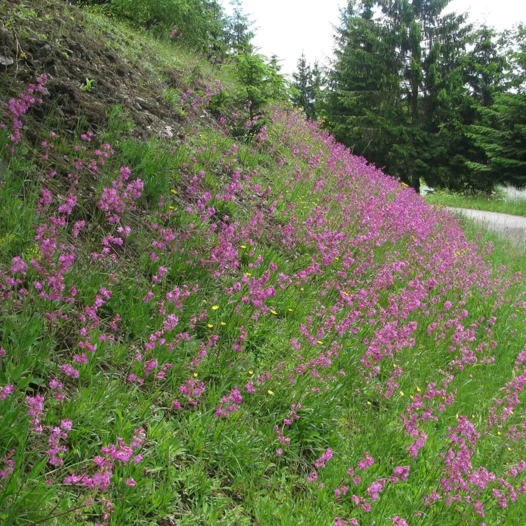 Wildpflanzen und Wildstauden