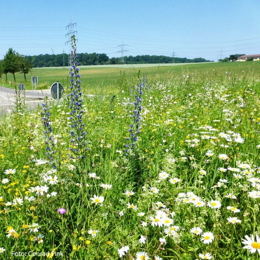 buntblumige Blühmischung, Mager- und Schotterflächen Saatgutmischung  – Produktbild, heimische Wildpflanze, Saatgutmischung, naturnaher Garten