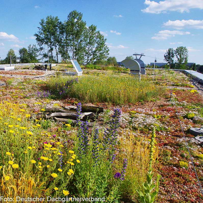 Dachbegrünung Saatgutmischung, Gräser 50%, Blumen 50% – Produktbild, heimische Wildpflanze, Saatgutmischung, naturnaher Garten