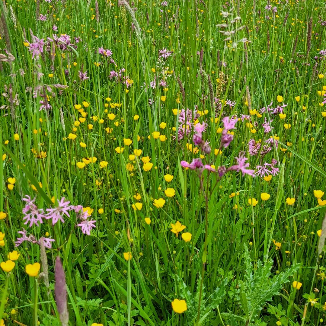 Feuchtwiesen Saatgutmischung – Produktbild, heimische Wildpflanze, Saatgutmischung, naturnaher Garten