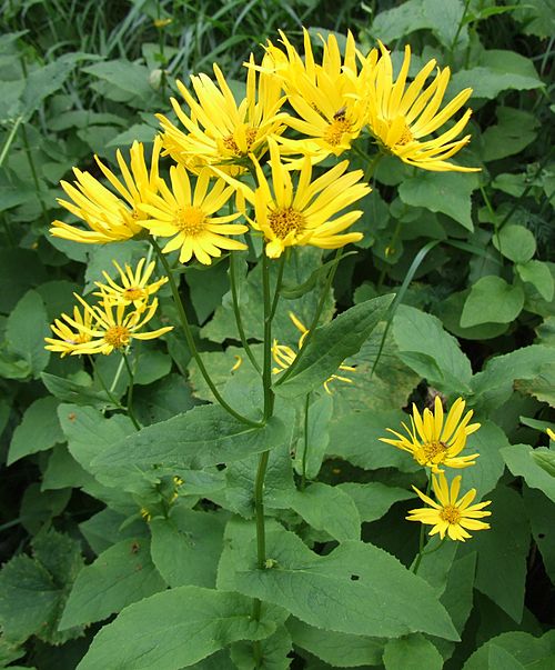Österreichische Gämswurz (Doronicum austriacum) – Produktbild, heimische Wildpflanze, Stauden, naturnaher Garten