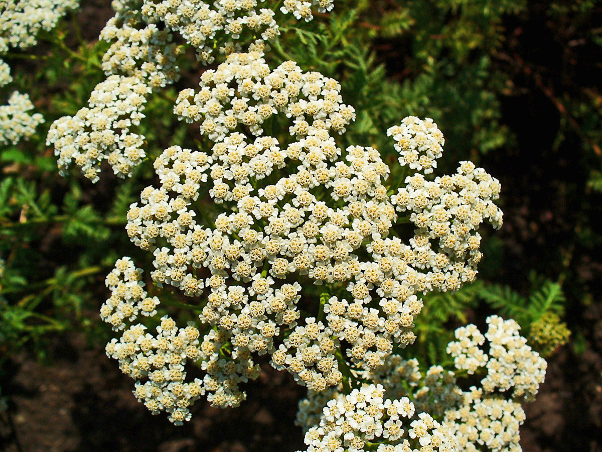 Edel Schafgarbe (Achillea nobilis) – Produktbild, heimische Wildpflanze, Stauden, naturnaher Garten