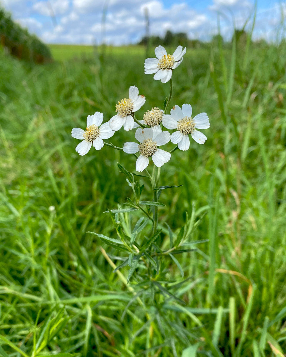 Sumpf Schafgabe (Achillea ptarmica) – Produktbild, heimische Wildpflanze, Stauden, naturnaher Garten