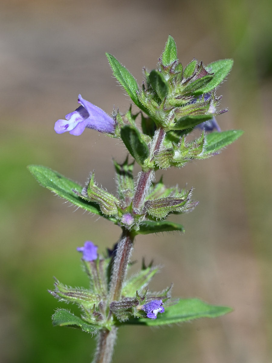 Steinquendel (Acinos arvensis) – Produktbild, heimische Wildpflanze, Stauden, naturnaher Garten