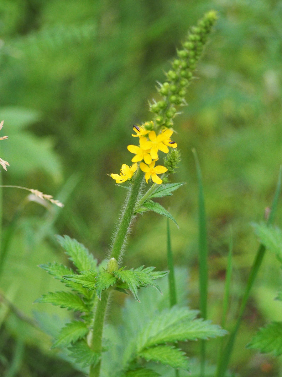 Odermennig (Agrimonia eupatoria ) – Produktbild, heimische Wildpflanze, Saatgut, naturnaher Garten