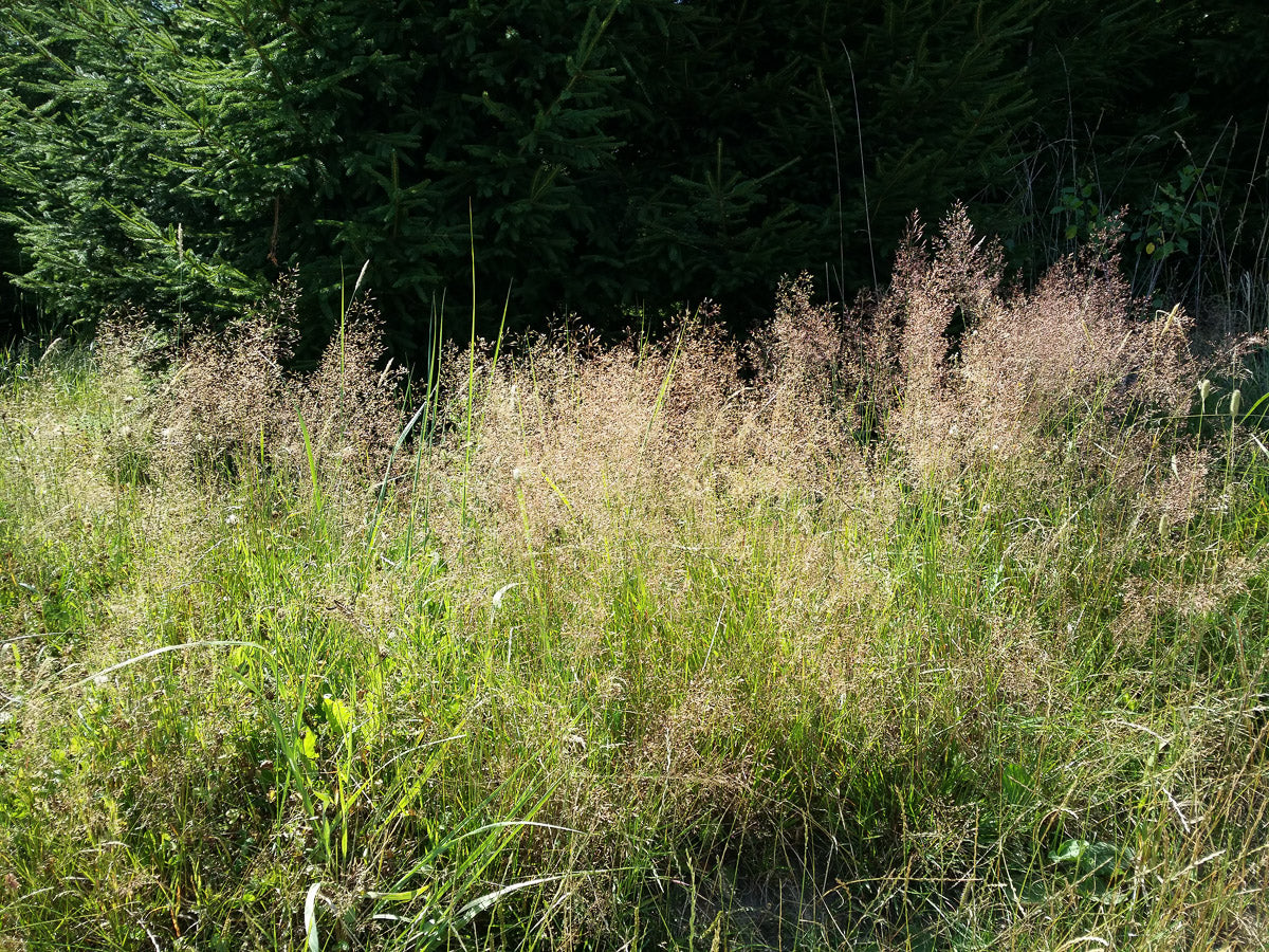 Rotes Straußgras (Agrostis capillaris) – Produktbild, heimische Wildpflanze, Stauden, naturnaher Garten