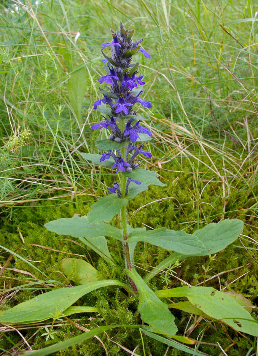 Heide-Günsel (Ajuga genevensis) – Produktbild, heimische Wildpflanze, Stauden, naturnaher Garten