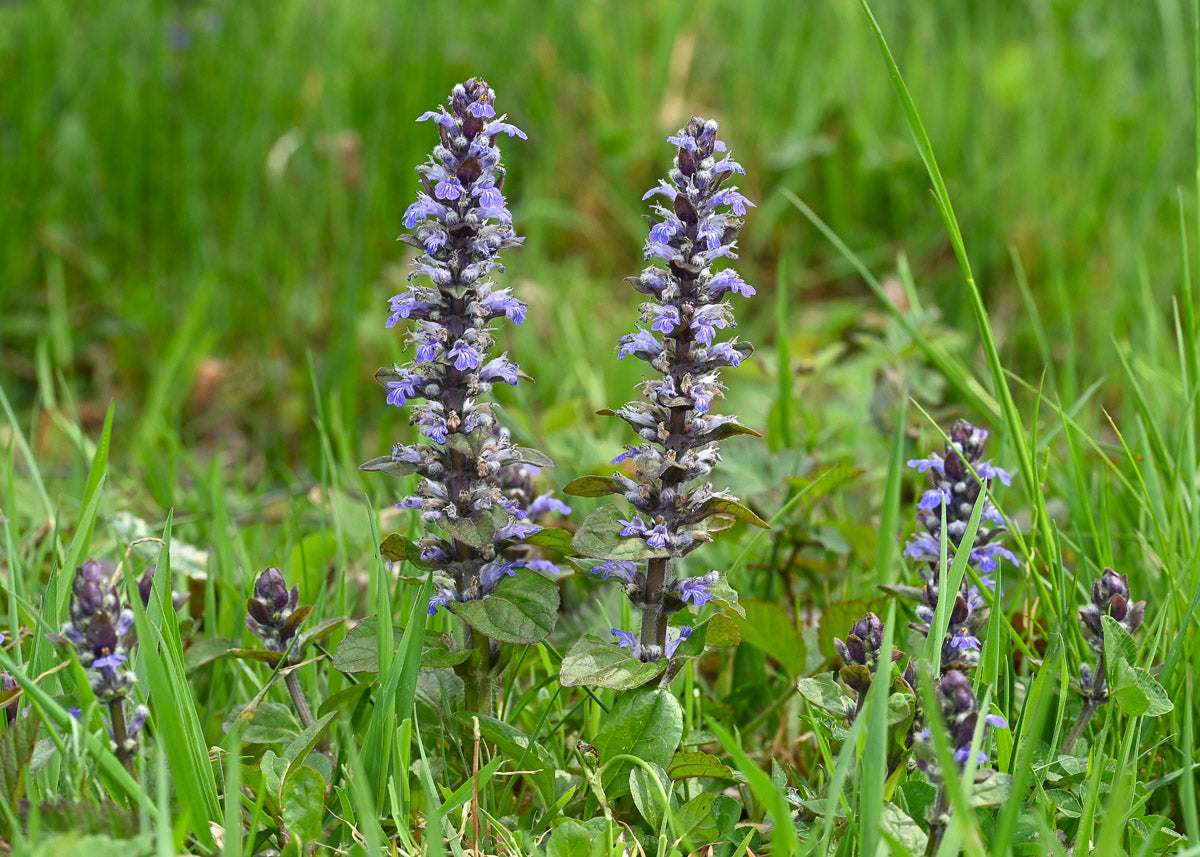Kriechender Günsel (Ajuga reptans) – Produktbild, heimische Wildpflanze, Stauden, naturnaher Garten